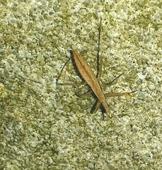 Sastrapada baerensprungi