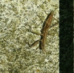 Sastrapada baerensprungi