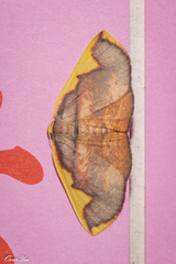 Nothomiza flavicosta