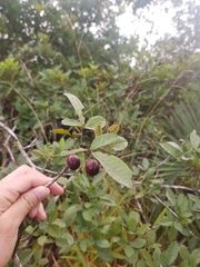 Vitex montevidensis (Vitex montevidensis)