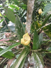 Maxillaria egertoniana