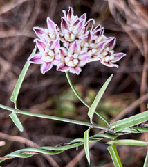 Funastrum heterophyllum