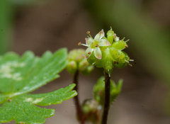 Hydrocotyle batrachium