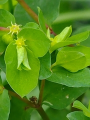 Euphorbia peplus