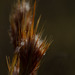 Andropogon glomeratus - Photo (c) Rich Kostecke, some rights reserved (CC BY-NC), uploaded by Rich Kostecke