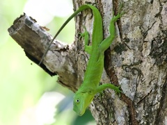 Anolis garmani