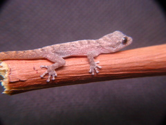 Phyllodactylidae
