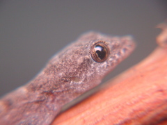 Phyllodactylidae