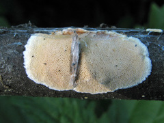 Steccherinum nitidum