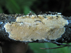 Steccherinum nitidum