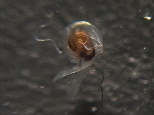 Helicid Pteropod