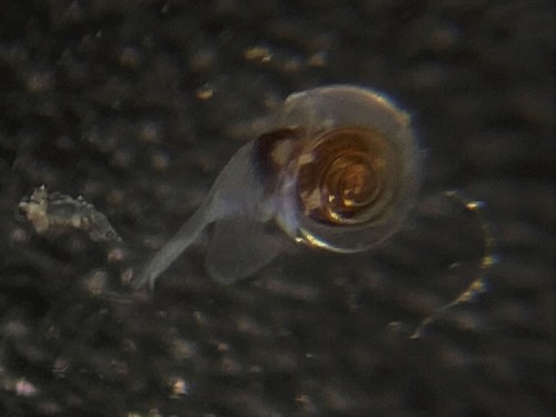 Helicid Pteropod