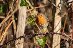 Erithacus rubecula