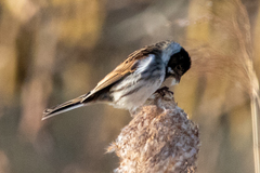 Emberiza schoeniclus