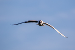 Chroicocephalus ridibundus