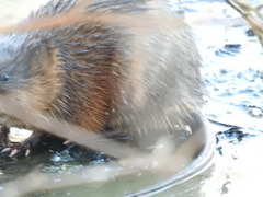 Ondatra zibethicus zibethicus