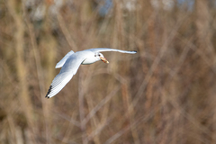 Chroicocephalus ridibundus