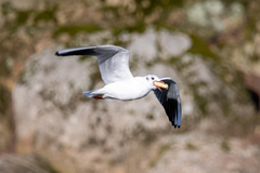 Chroicocephalus ridibundus