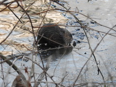 Ondatra zibethicus zibethicus