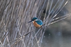 Alcedo atthis