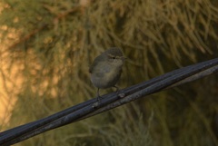 Phylloscopus collybita