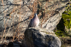 Columba palumbus