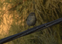 Phylloscopus collybita