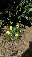Oxalis pes-caprae