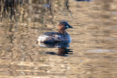 Tachybaptus ruficollis