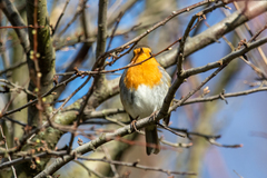 Erithacus rubecula