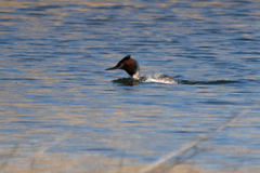Podiceps cristatus