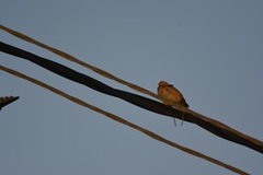 Streptopelia senegalensis