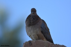 Streptopelia senegalensis