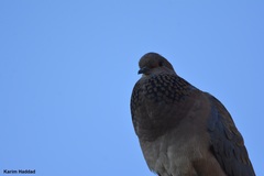 Streptopelia senegalensis