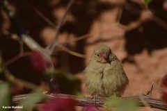 Lagonosticta senegala