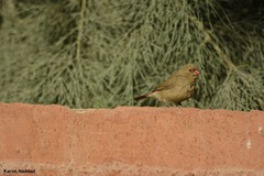 Lagonosticta senegala