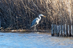 Ardea cinerea