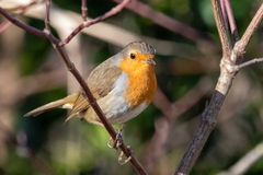 Erithacus rubecula