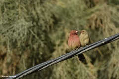 Lagonosticta senegala