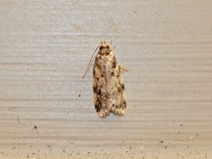 Barea exarcha