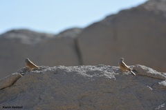 Emberiza sahari