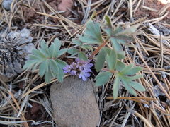 Hydrophyllum alpestre