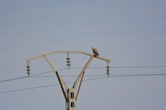 Buteo rufinus cirtensis