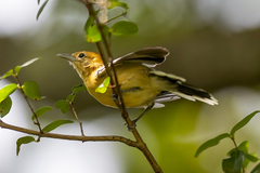 Herpsilochmus longirostris