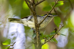 Herpsilochmus longirostris