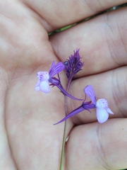 Linaria incarnata