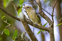 Herpsilochmus longirostris