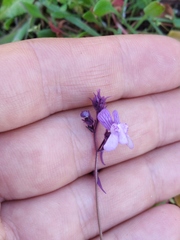 Linaria incarnata