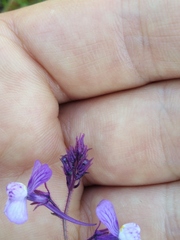 Linaria incarnata