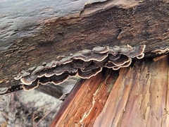 Trametes versicolor